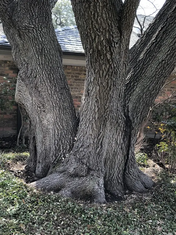Mature heritage tree close to a Zachary property cared for by certified arborists